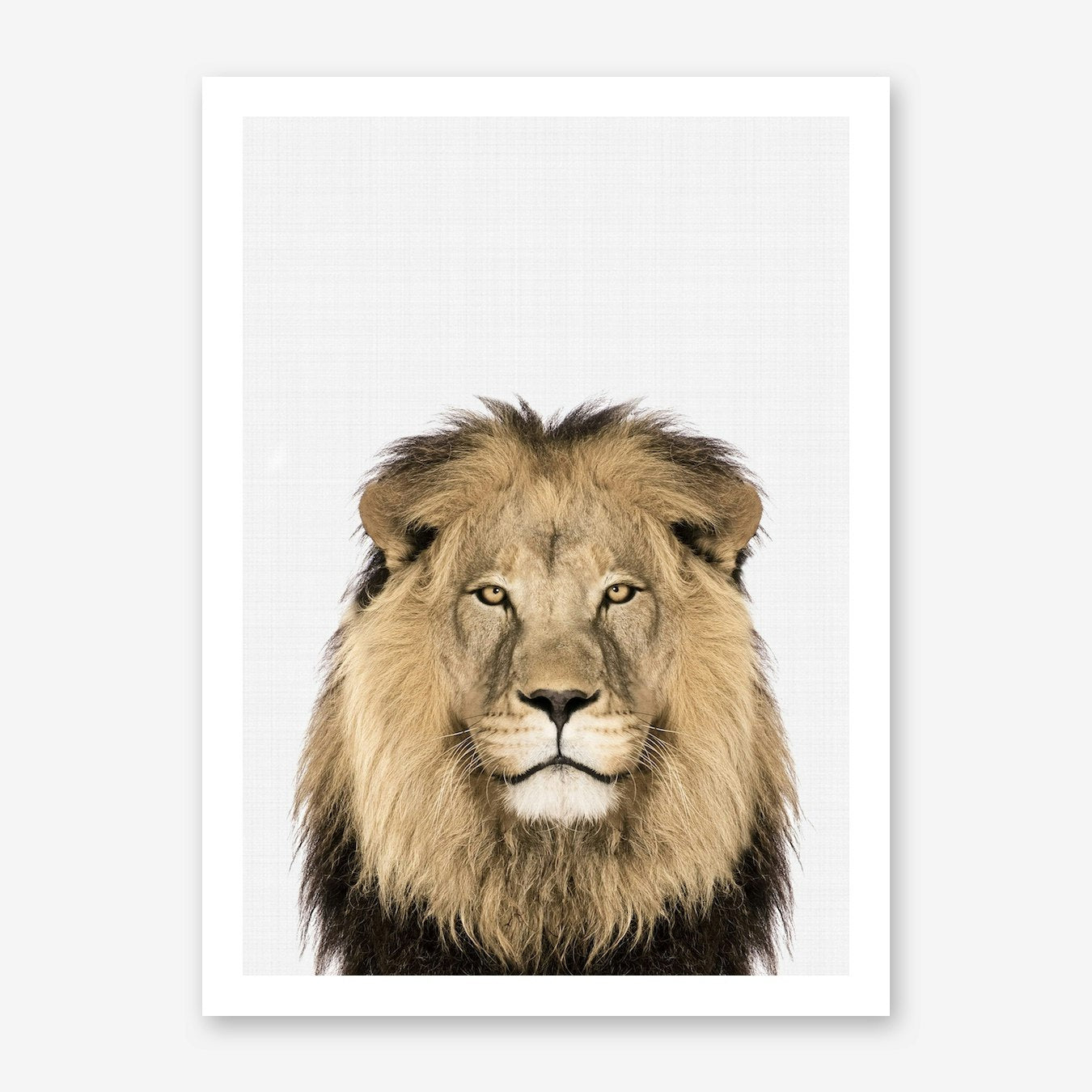 Lion II Art Print Framed Wall Art Poster Canvas Print Picture