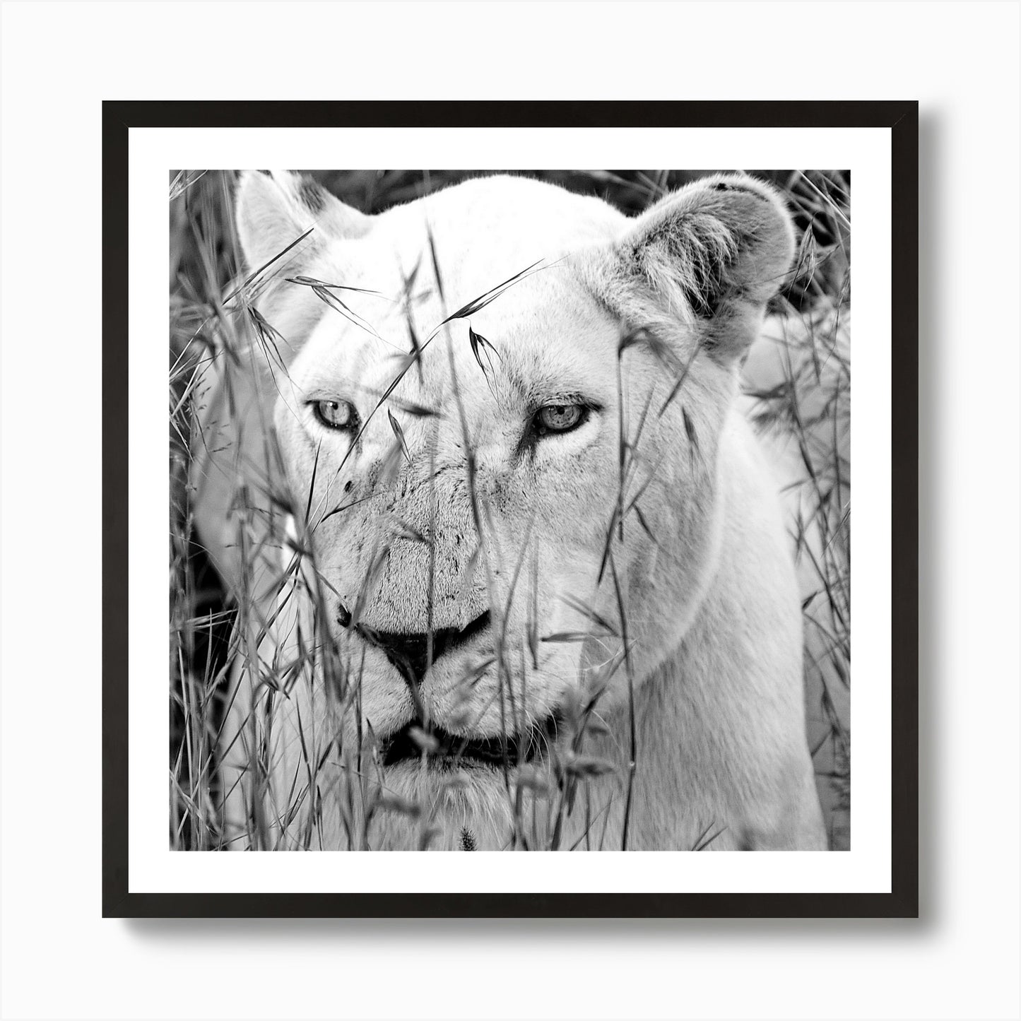 Lion Female Art Print Framed Wall Art Poster Canvas Print Picture