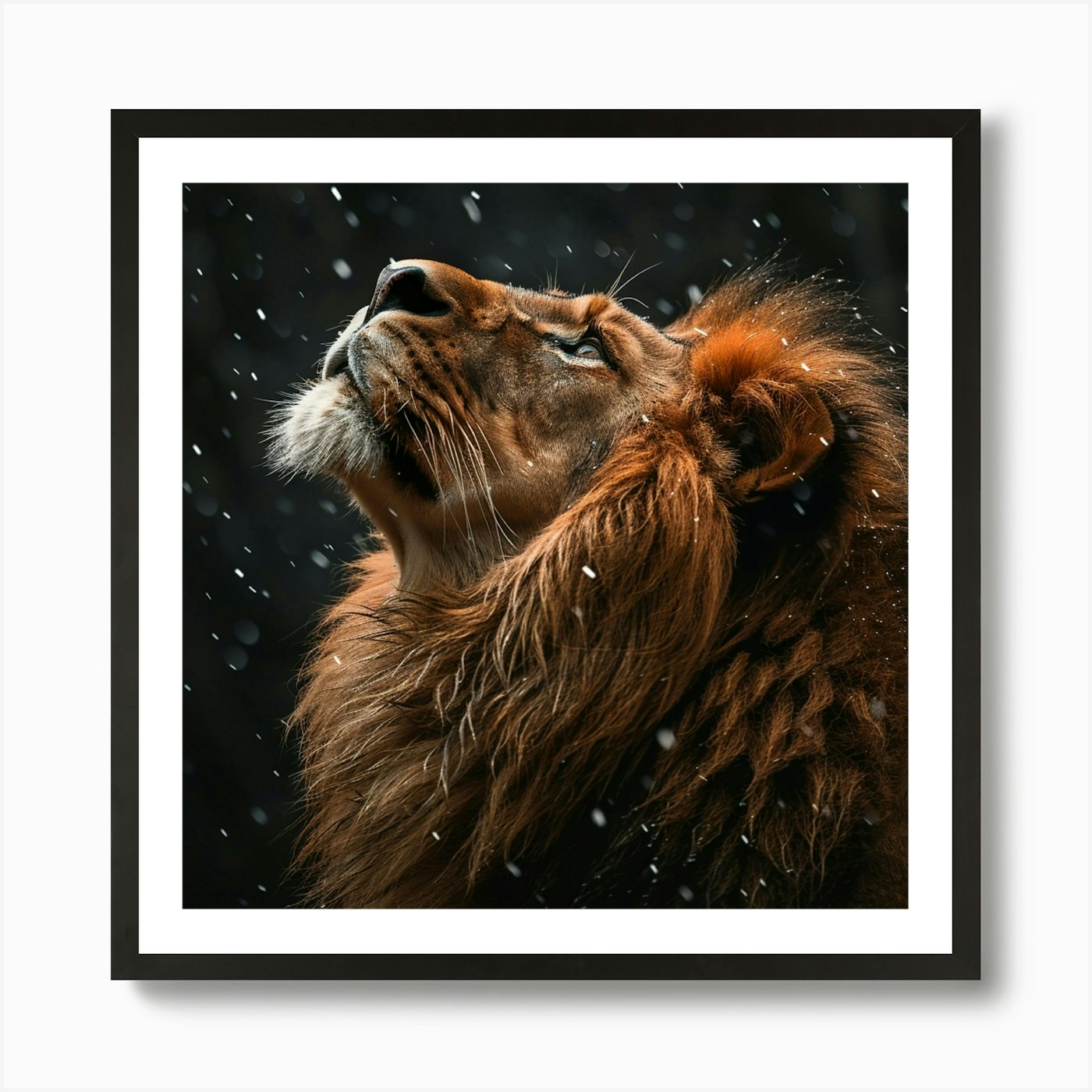 Lion In The Snow 1 Art Print Framed Wall Art Poster Canvas Print Picture