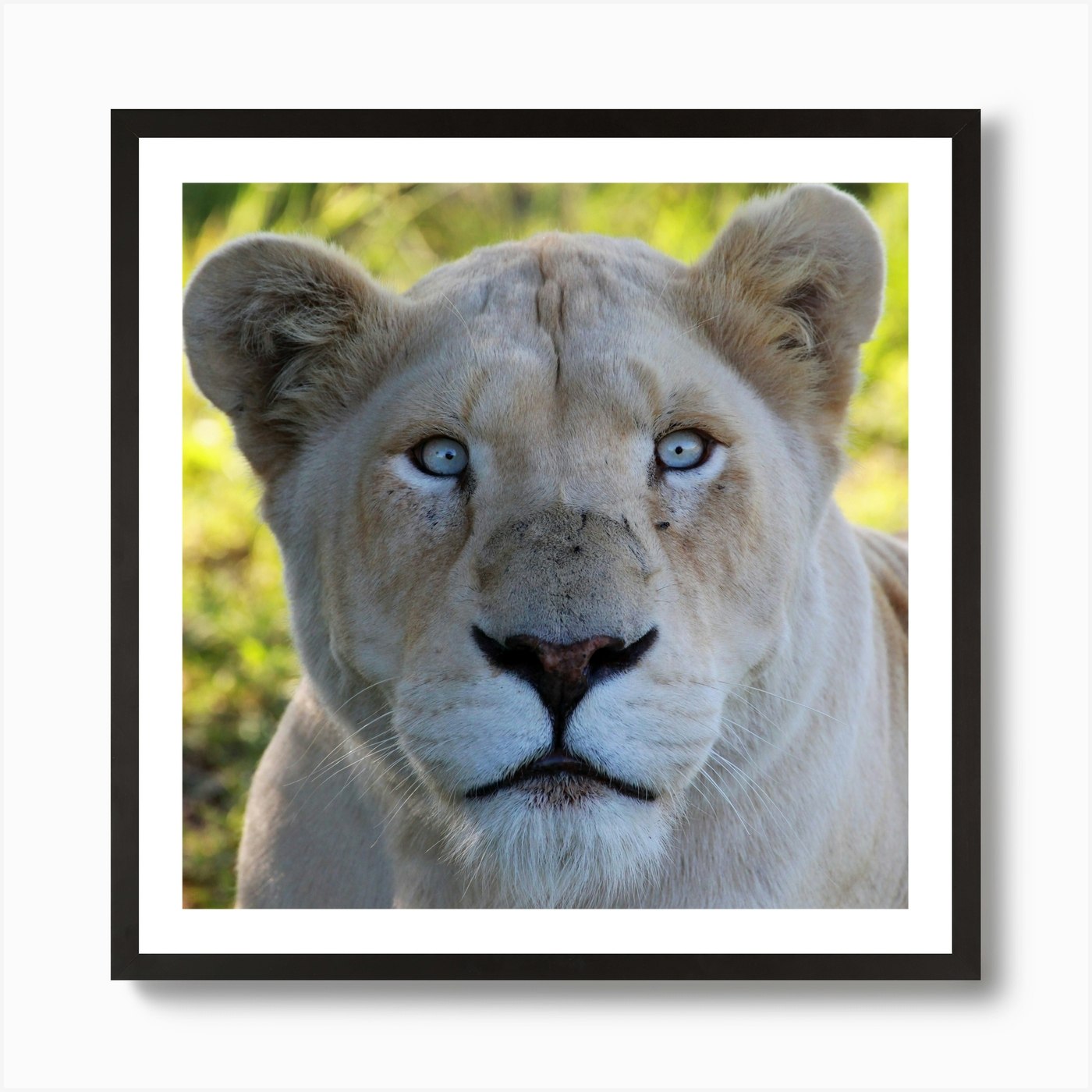 White Lion Female III Art Print Framed Wall Art Poster Canvas Print Picture