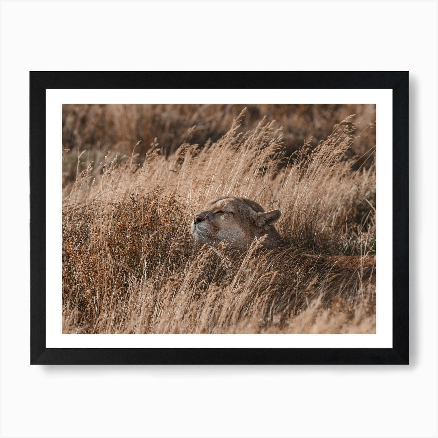 Mountain Lion Laying In Grass Art P Framed Wall Art Poster Canvas Print Picture