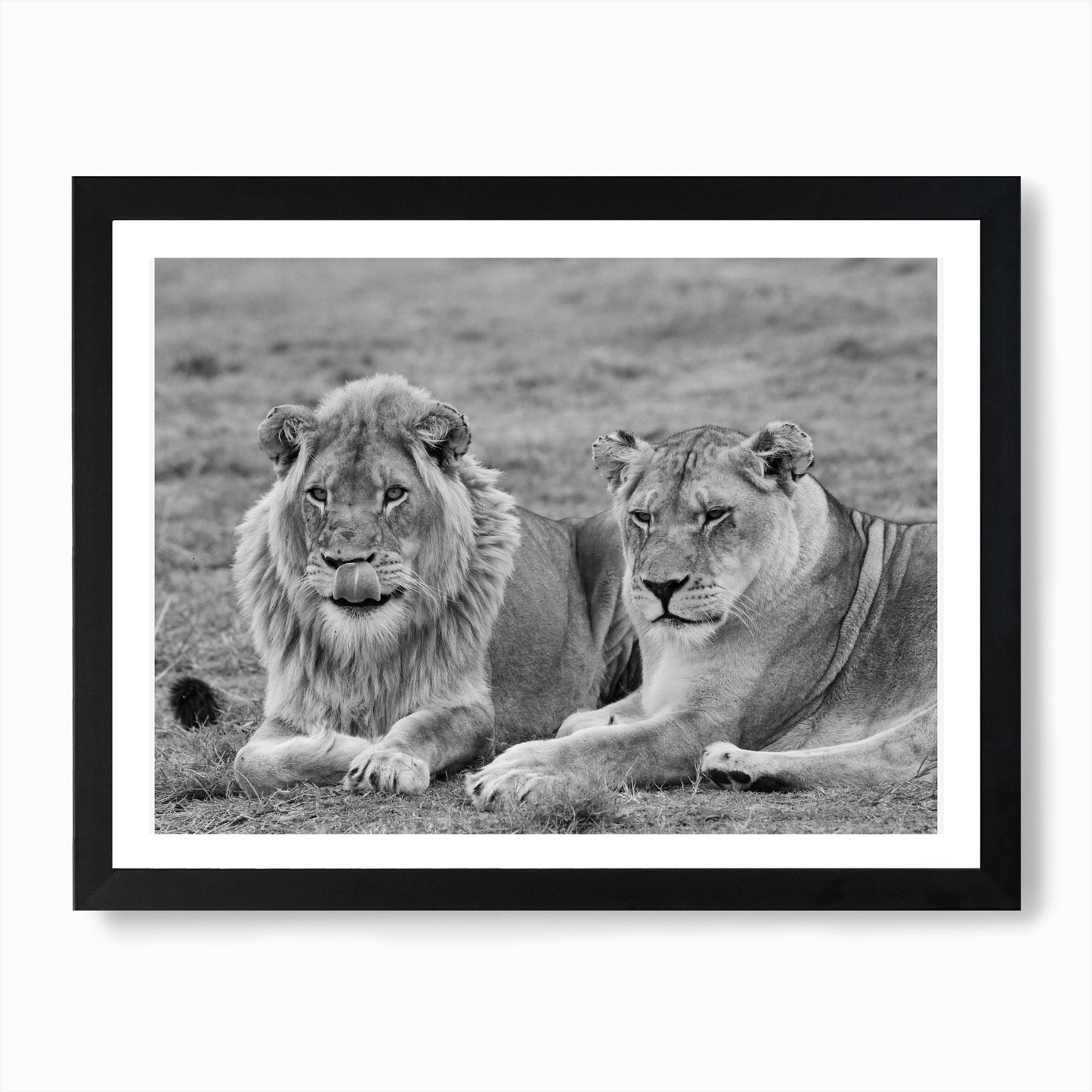 Lion Couple Art Print Framed Wall Art Poster Canvas Print Picture