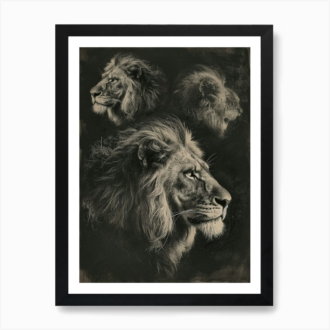 Barbary Lion Charcoal Drawing 3 Art Framed Wall Art Poster Canvas Print Picture