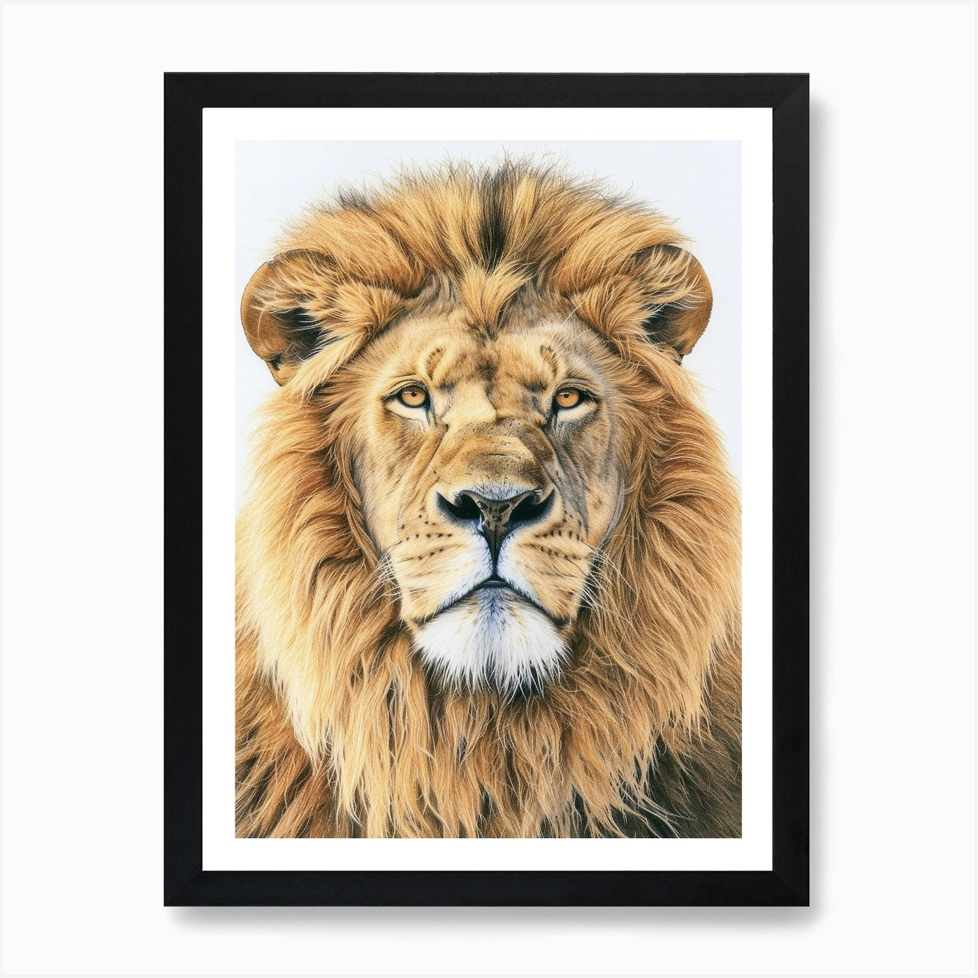 Barbary Lion Portrait Close Up Clip Framed Wall Art Poster Canvas Print Picture