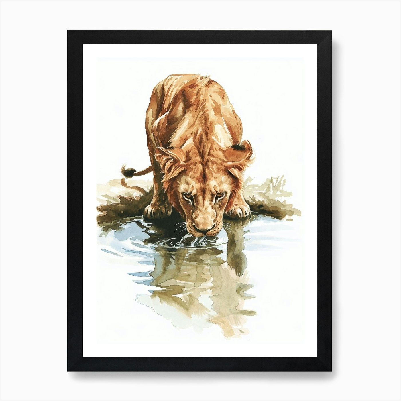 Barbary Lion Drinking From A Water  Framed Wall Art Poster Canvas Print Picture